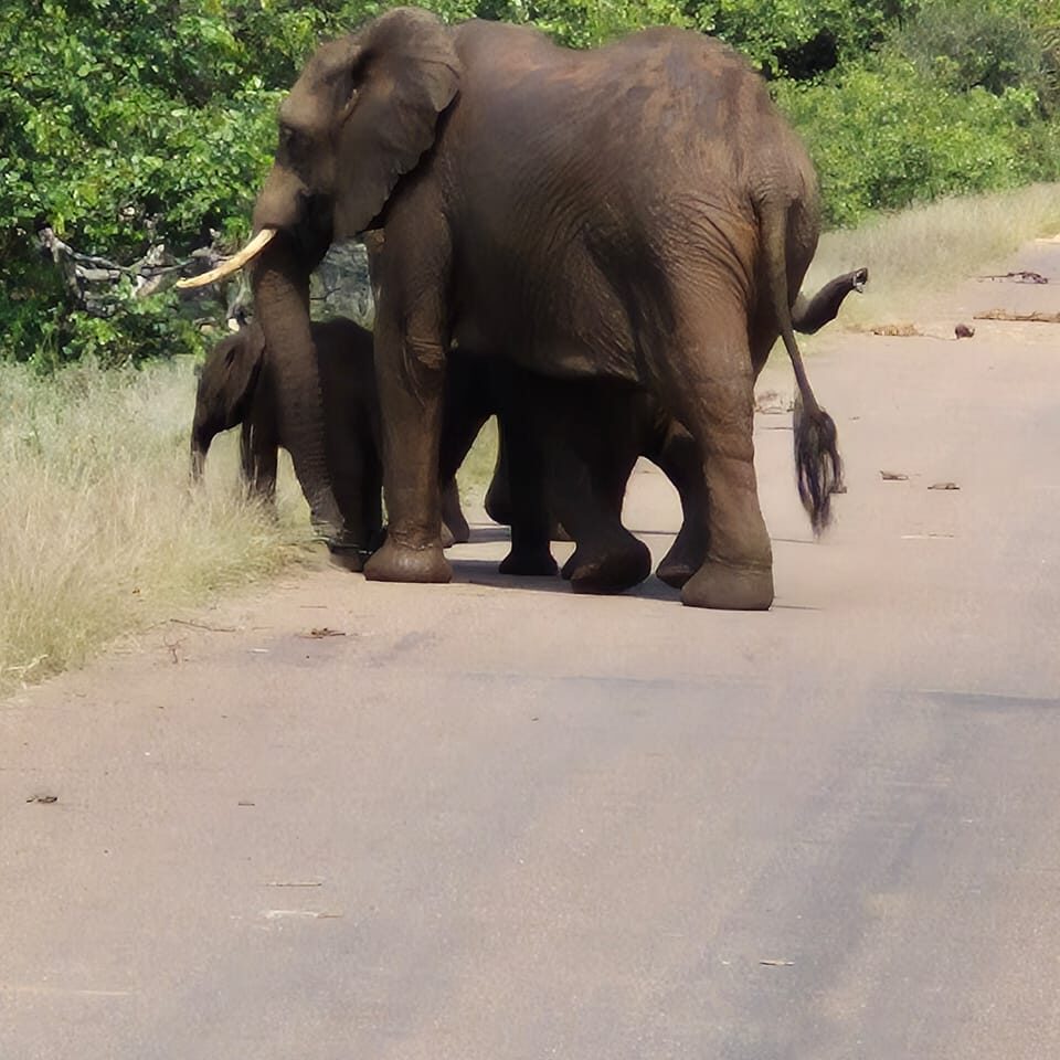 Eliphants 1